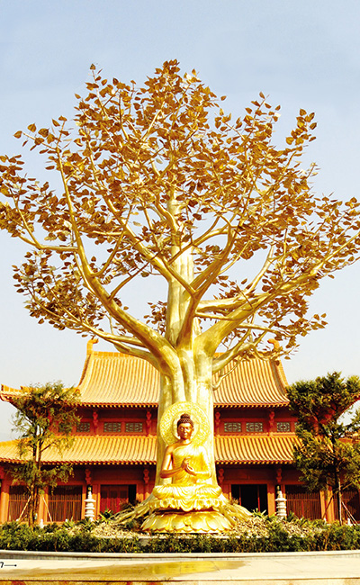 广东省高埔岗万洞旅游区 13.7米 菩提树